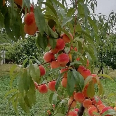 Персик ВУЛКАН в Симферополе