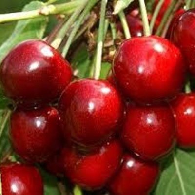 Черешня МИНЧАНКА в Симферополе
