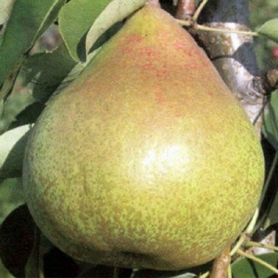 Груша КОРОЛЛА в Симферополе