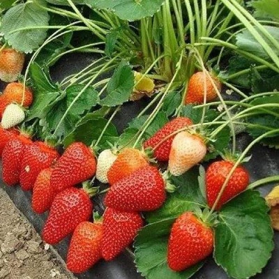 Клубника РОКСАНА в Симферополе