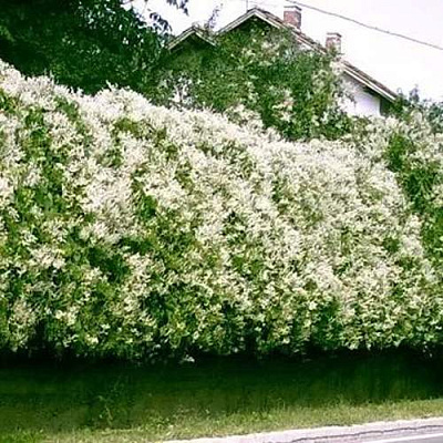 Фаллопия в Симферополе