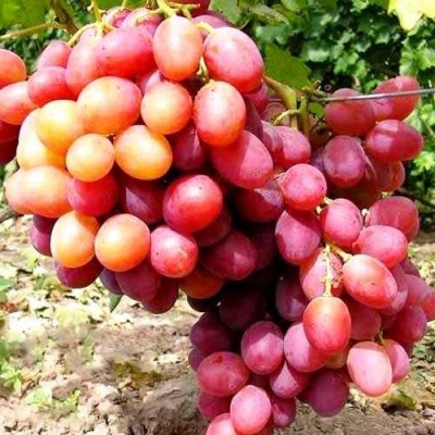 Виноград АНЮТА в Симферополе