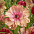 Ранункулюс МУЗА баттерфляй в Симферополе