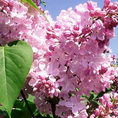 Сирень АДЕЛИНА в Симферополе