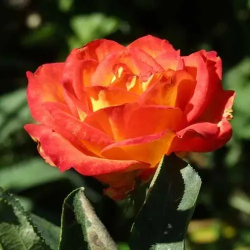 Роза ЛИНА чайно-гибридная  в Симферополе