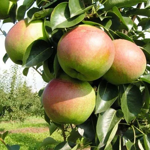 Груша КУПАЛА в Симферополе