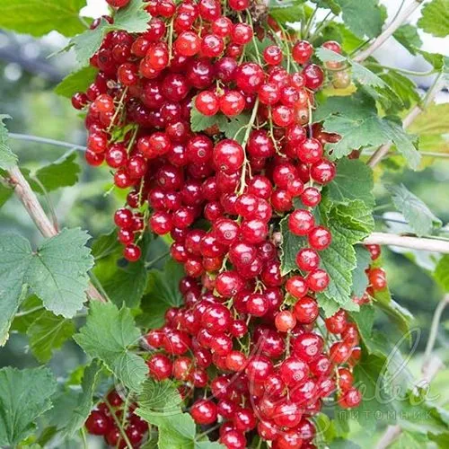 Смородина красная РЕД ЛЕЙК в Симферополе