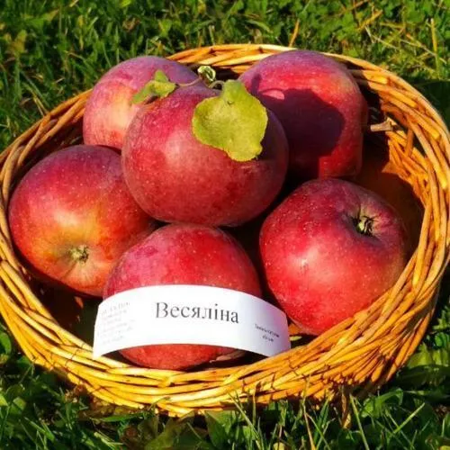 Яблоня ВЕСЯЛИНА в Симферополе